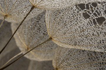 Soft nature in calm natural tones: Fluff with water droplets by Marjolijn van den Berg