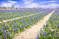 mill among the hyacinths by eric van der eijk thumbnail