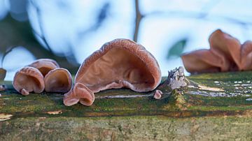 Oreille de Judas, Auricularia auricula-judae en forêt sur un tronc d'arbre mort sur Heiko Kueverling