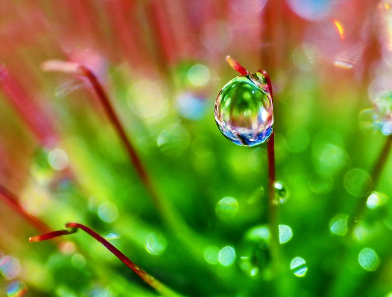 Monter Moss (Moss with drop in green) by Caroline Lichthart