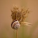 Schnecke auf einer trockenen Pflanze. von J. van Schothorst Miniaturansicht
