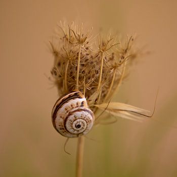 Schnecke auf einer trockenen Pflanze.