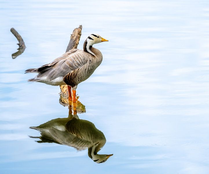 Streifengans steht im Wasser und spiegelt sich auf der Wasserobe von ManfredFotos