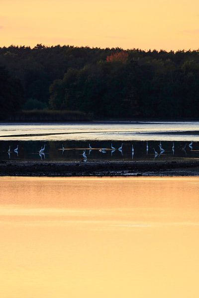 Abend am See mit Silberreihern von Thomas Jäger