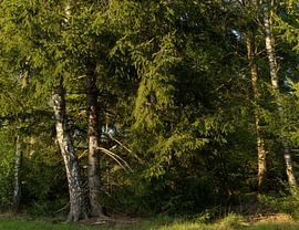 Trees in sunlight – Drenthe – Dwingelderveld (Netherlands) by Marcel Kerdijk
