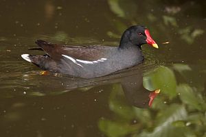 Wasservögel : DIergaarde Blijdorp von Loek Lobel