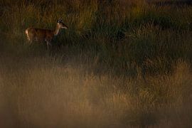 Hinde im letzten Licht von Danny Slijfer Natuurfotografie