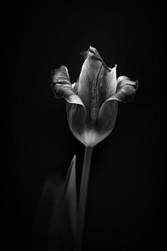 Tulip by Rene van Rijswijk