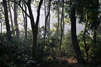 Sonnenaufgang im Chitwan National Park