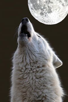 Huilende Hudson Bay Wolf