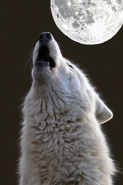 Howling Hudson Bay Wolf by Edwin Butter