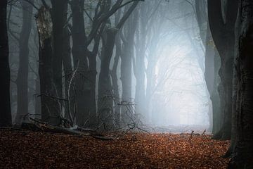 Waldfotografie "der Weg" von Björn van den Berg