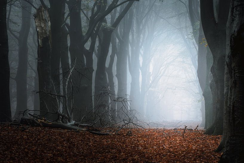Forest photography &quot;the path&quot; by Björn van den Berg