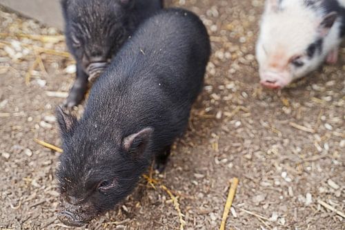 Mini biggetje bij zijn eerste uittocht op de boerderij.