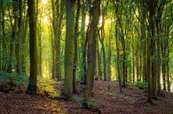 Herfst in het bos van Martin Wasilewski thumbnail