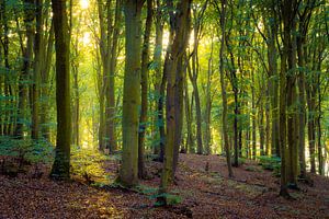 Herbst im Wald von Martin Wasilewski