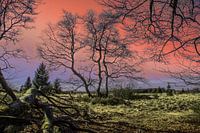 Dramatische Landschaft mit dürren Bäumen im Abendrot