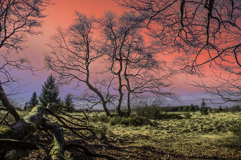 Dramatisch landschap met droge bomen bij zonsondergang van Gottfried Carls