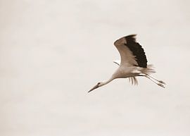 Storch im Flug (sepia)