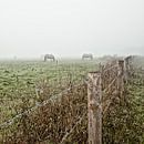 Paarden in de mist: Mystic horses (nr. 1 van 8) van Ramona Stravers thumbnail