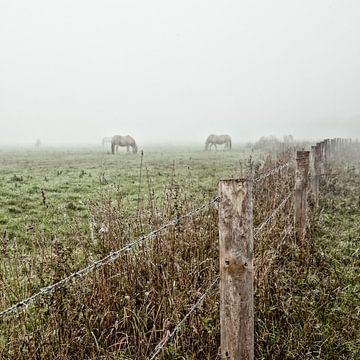 Mystic horses in the fog (nr. 1 van 8) sur Ramona Stravers