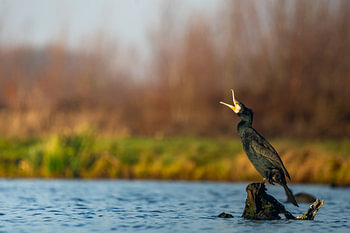 cormorant