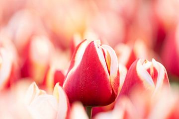 Tulip in the field by Glenn Vlekke
