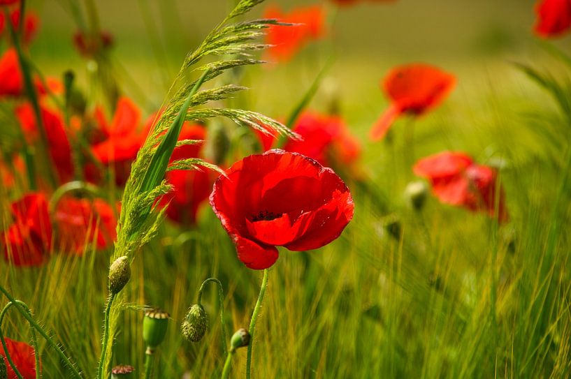 Mohnblume im Kornfeld von Tanja Voigt