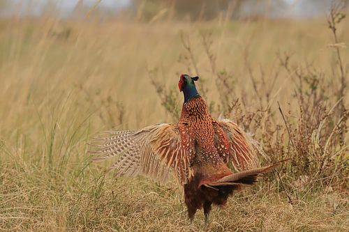 Fazanthaan in baltskleed