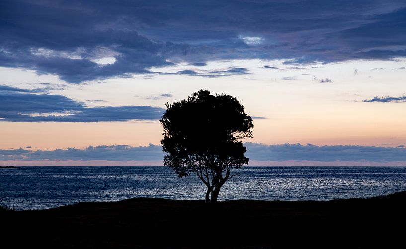 Silhouet of a tree by WvH
