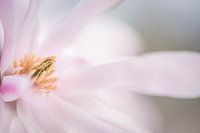 Zijaanzicht van een bloem van de stermagnolia