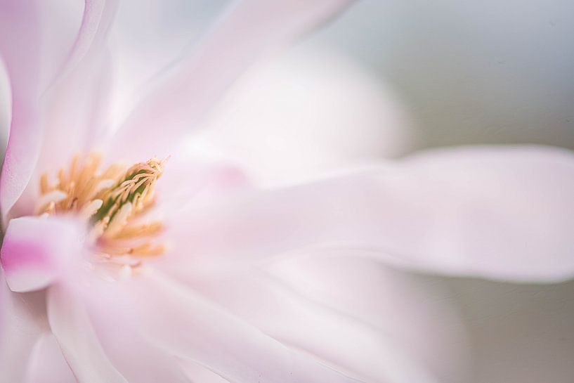 Seitenansicht einer Sternmagnolienblüte von Inge Smulders