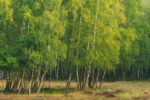 Birkenwald