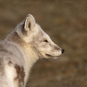 Arctic fox portrait in the arctic autumn sun by AylwynPhoto