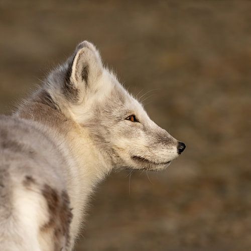 Arctic fox portrait in the arctic autumn sun