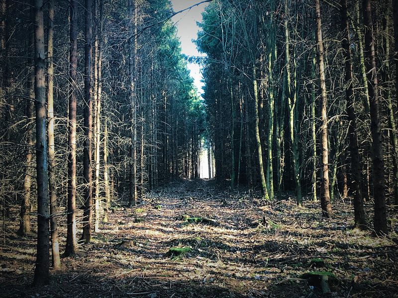 Un chemin à travers la forêt par Ludo Vici - Photography