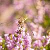 Libellule sur la lande en fleurs à Schoorl sur Miranda Vleerlaag