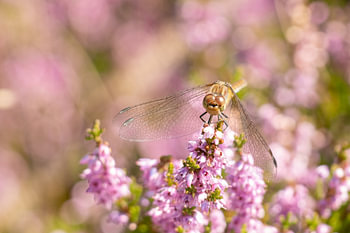 Dragonfly on the flowering heath in Schoorl