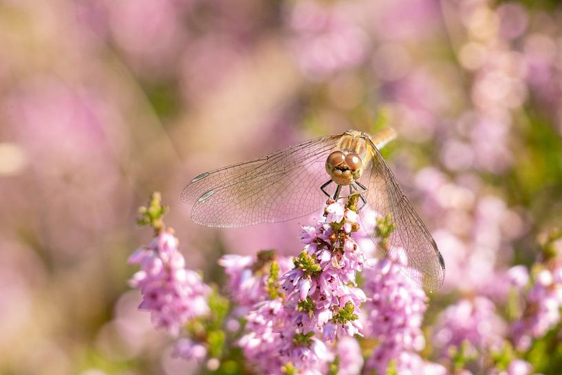 Dragonfly on the flowering heath in Schoorl by Miranda Vleerlaag
