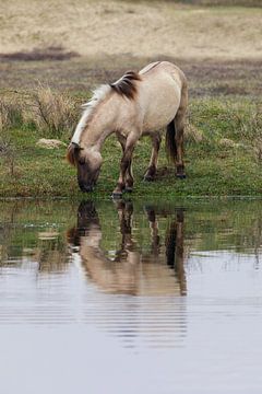 Konik horse drinking water in the Kennemerduien (NL)