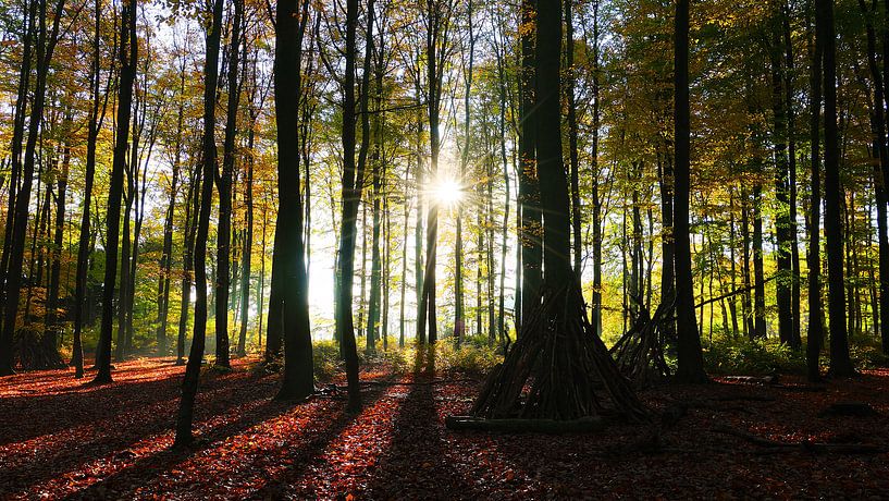 Bäume Und Schatten von Daphne Photography