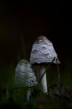 Moody paddenstoelen van Tanja Huizinga Photography