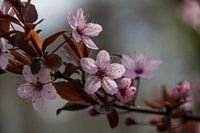 Lente sfeer