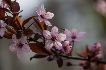 Lente sfeer van Yvonne van der Meij