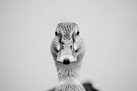 Duck - black and white photography by Poster Art Shop