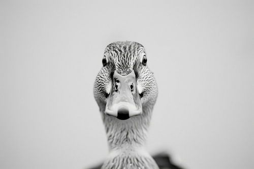 Ente - Schwarzweißfotografie