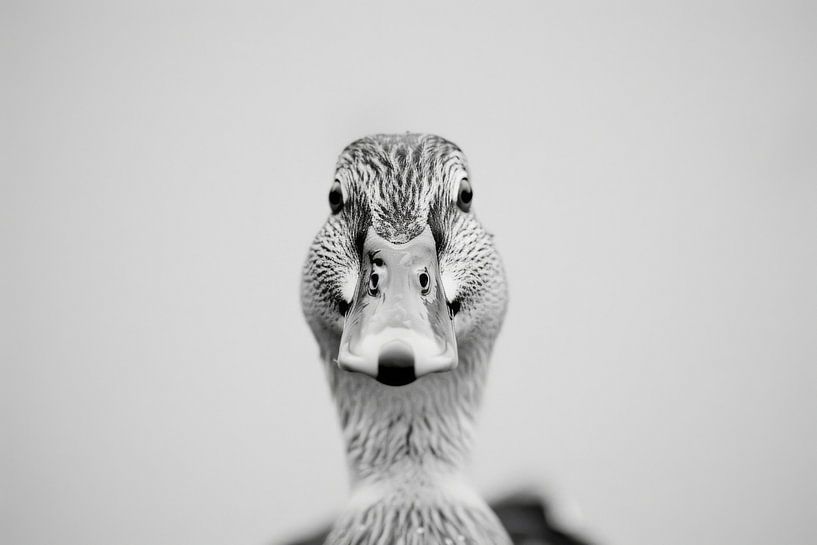 Duck - black and white photography by Poster Art Shop