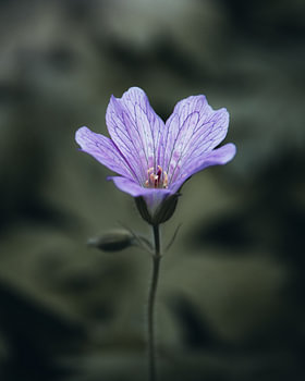 Paarse Bloem