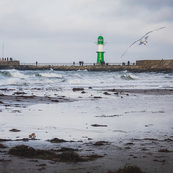 Leuchtturm Warnemünde mit Möwe im Flug