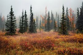 Autumn in the fog